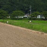 2025年07月05日　コウノトリ目撃情報
