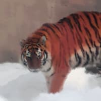 虎の写真で虎の画像