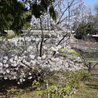 オカメザクラ・春めき桜狩り　神奈川県鎌倉市　日比谷花壇大船フラワーセンター（２）オカメザクラは見頃過ぎ、春めき桜は見頃です