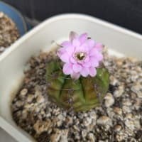 ミササガパークで
