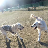 ベータだよ。