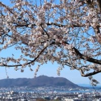 函館の街を見下ろす高台にも “春” の訪れ．．．