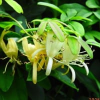卯の花咲く季節に