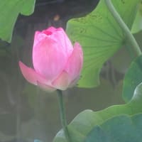 府中郷土の森　蓮池に行くも　見ごろを逸した