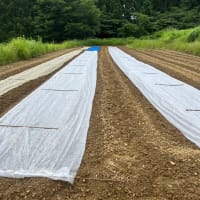 大豆種まきなど