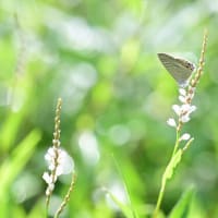 嗅覚がほぼ失われ生命の危機？　嗅覚は命に関わる？【コロナの後遺症】