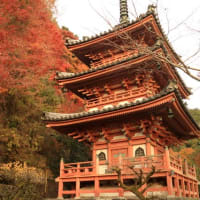 京都-三室戸寺