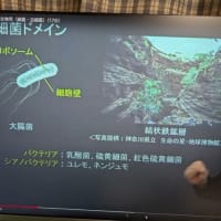 三ドメイン説　細胞周期　胚葉　「22」