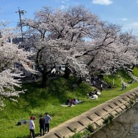今年の各務原の桜まつりを総括する