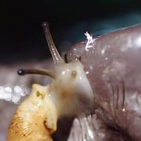 今日のキセルガイ