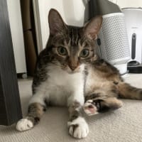  本日の猫たち#232