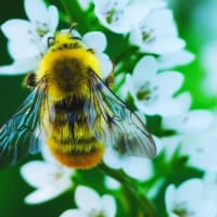 自然教育園日記　その312  中判カメラで虫を撮る