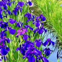 花しょうぶまつり〜　横須賀しょうぶ園　2025