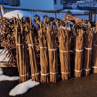 私にとって得るものの多かった楮の枝払い作業でした