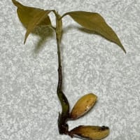 オサンポ walk - 植物plant : ”植物採集” ドングリ系？ Acorn