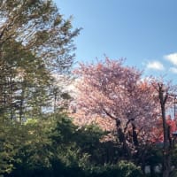 帰省先で咲いていた花たち