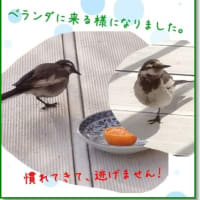 小鳥