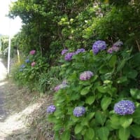 中津良地区の紫陽花