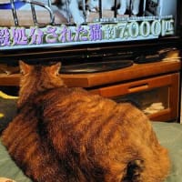 お山は快適～(*´ω｀*)♪