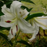 我が家にも百合の花