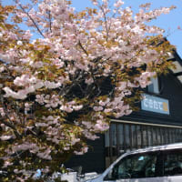 マラソンの高橋Ｑちゃんが生地に来ます！５月２３日は皆さんで来て下さい