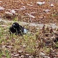 巣ごと落ちたカラスのこども