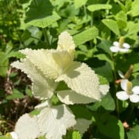 なににみえる？