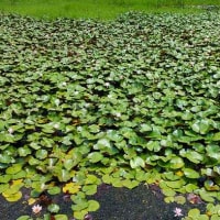 都市農業センターのスイレン他