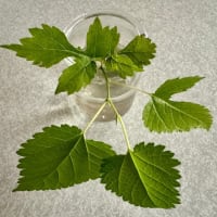 オサンポ walk - 植物plant : ”植物採集” イラクサ系？ a kind of nettle? 