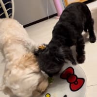 ごま🐕‍🦺8歳㊗️