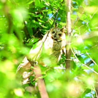 成鳥トラフズクも、幼鳥たちの近くの木にいた。