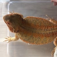 フトアゴヒゲトカゲの成長日記135日目～2ヶ月程！