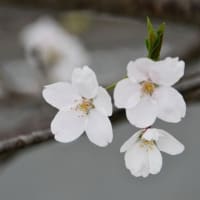 煌めく春、豊川の桜散策-2