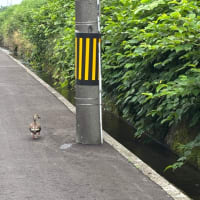 逃げないカモ
