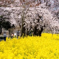 菜の花と桜のコラボレーション