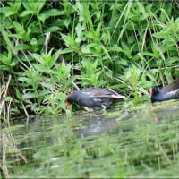 幼鳥はまだかな