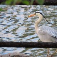 アオサギ　～　月寒公園