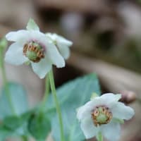 山野草アクシバ(灰汁柴）のお花見です、