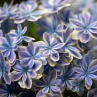 筥崎宮花庭園の百合と紫陽花