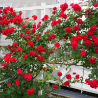 リサリサと畑の赤いバラの満開