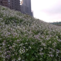 グループホーム卒業