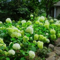 鎌倉散歩～旧華頂宮邸・浄妙寺