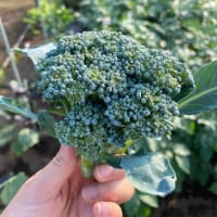家庭菜園の醍醐味