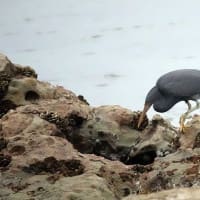04/23探鳥記録写真-2：狩尾岬の鳥たち（クロサギ三昧、）