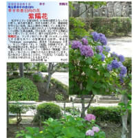埼玉－2369 　 幸手市香日向の花 紫陽花