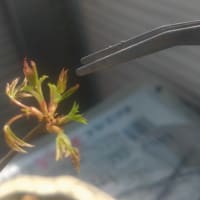 もみじ　五度目の春〈芽摘み〉