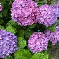 紫陽花見ながら半年振り返る