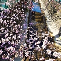 「桜とハナモモ」／二ヶ領用水（川崎）