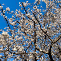想い出は、優しく、鮮やかに…