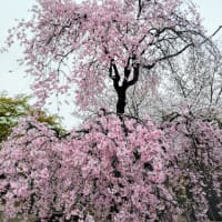 護国寺の桜（その２）